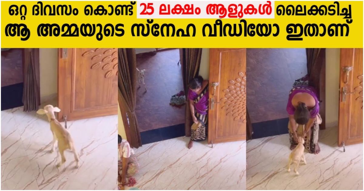 Pet Goat With Mother Viral Entertainment News Malayalam