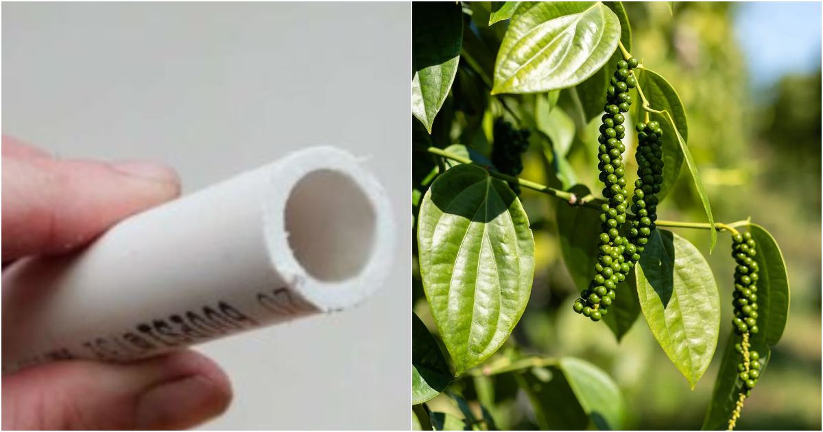 Pepper Cultivation Using PVC Pipes