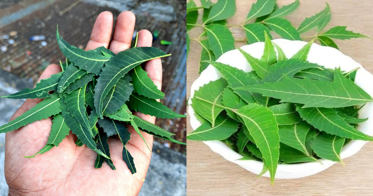 Benefits Of Aryaveppu Leaf