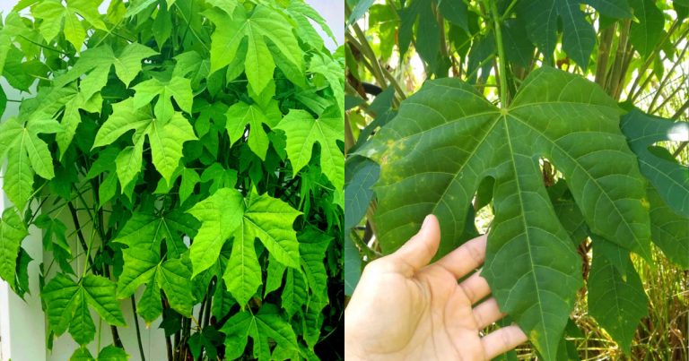 Chayamansa Plant Benefits