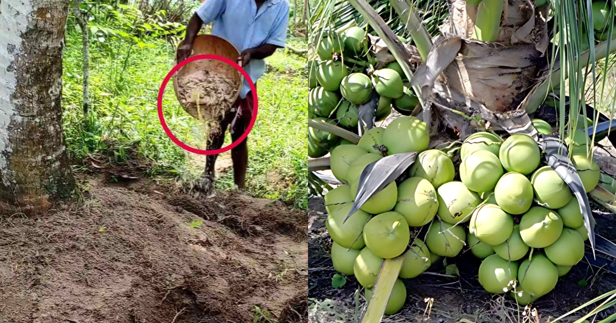 Easy Coconut Tree Cultivation Method