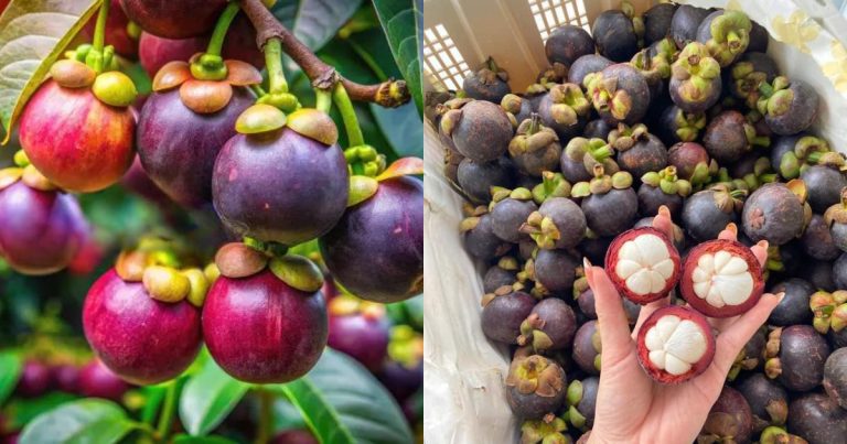 Easy Tips For Mangosteen Cultivation