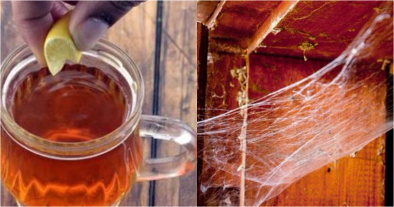 Spider Web Cleaning Tips And Tricks