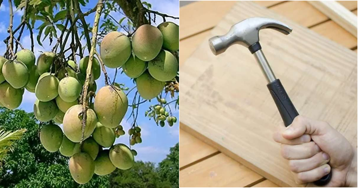 Easy Mango Cultivation Trick