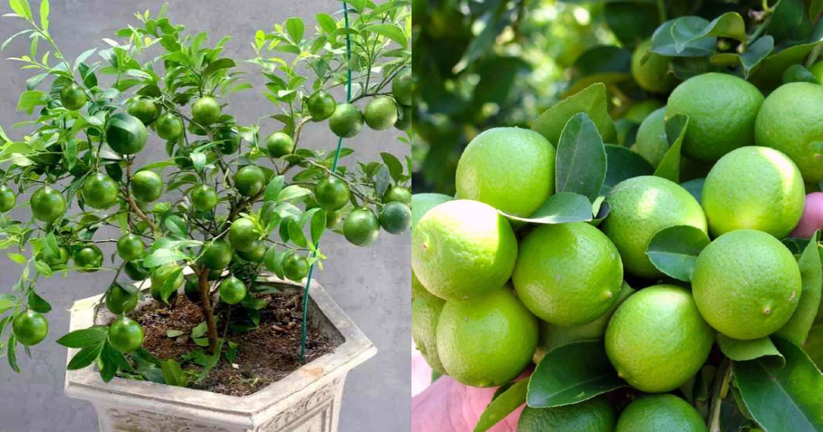 Easy Tip For Lemon Cultivation