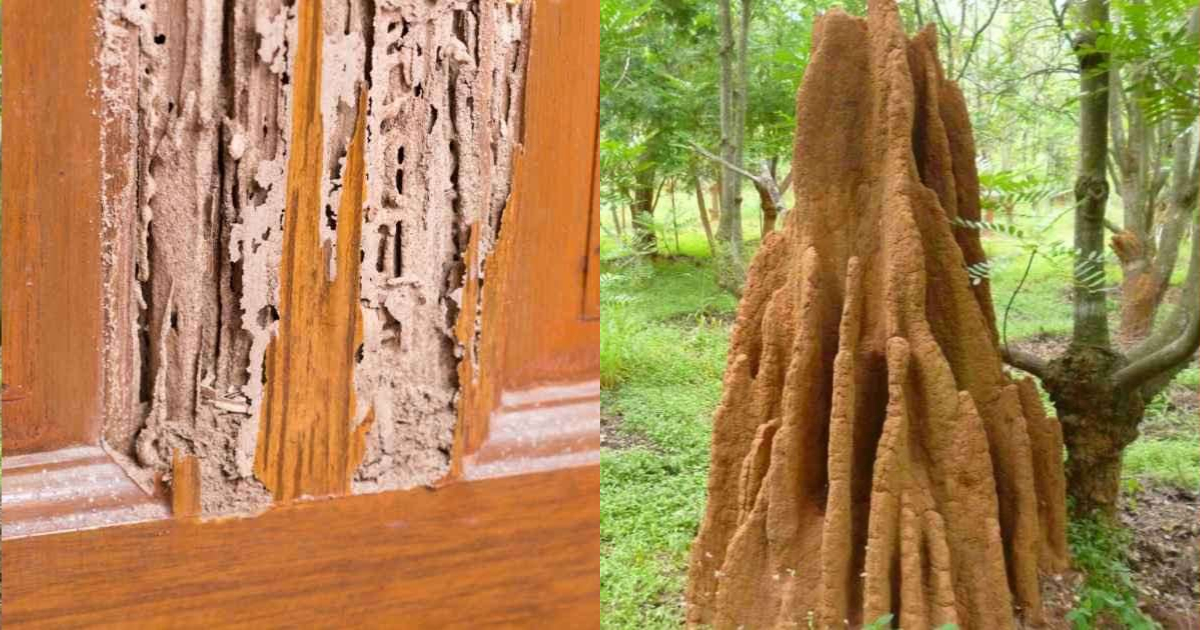 Easy Tip For Remove Termites From Home