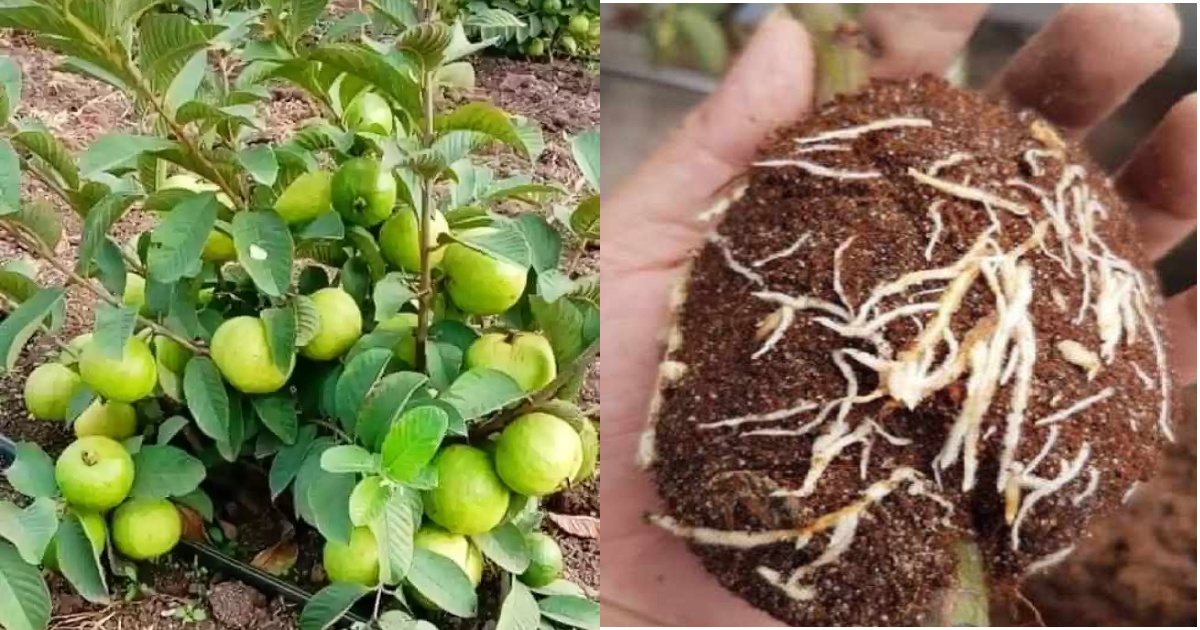 Guava Cultivation By Air Layering