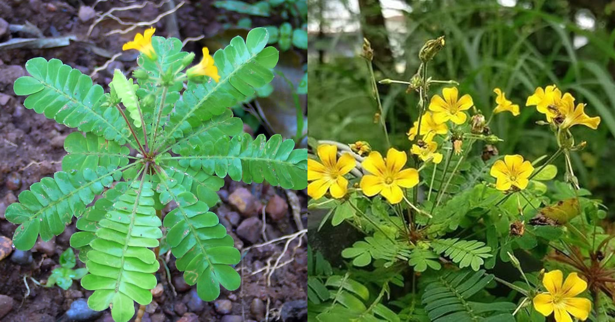 Mukkutti Plants Uses