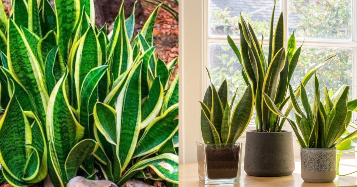 Snake Plant Benefits